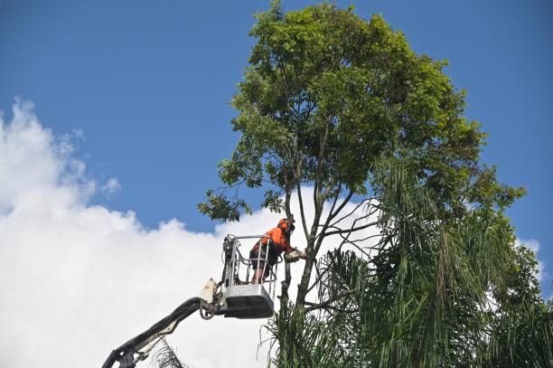 Professional Tree Services in Williston Highlands, FL