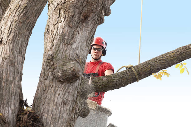 How Our Tree Care Process Works  in  Williston Highlands, FL